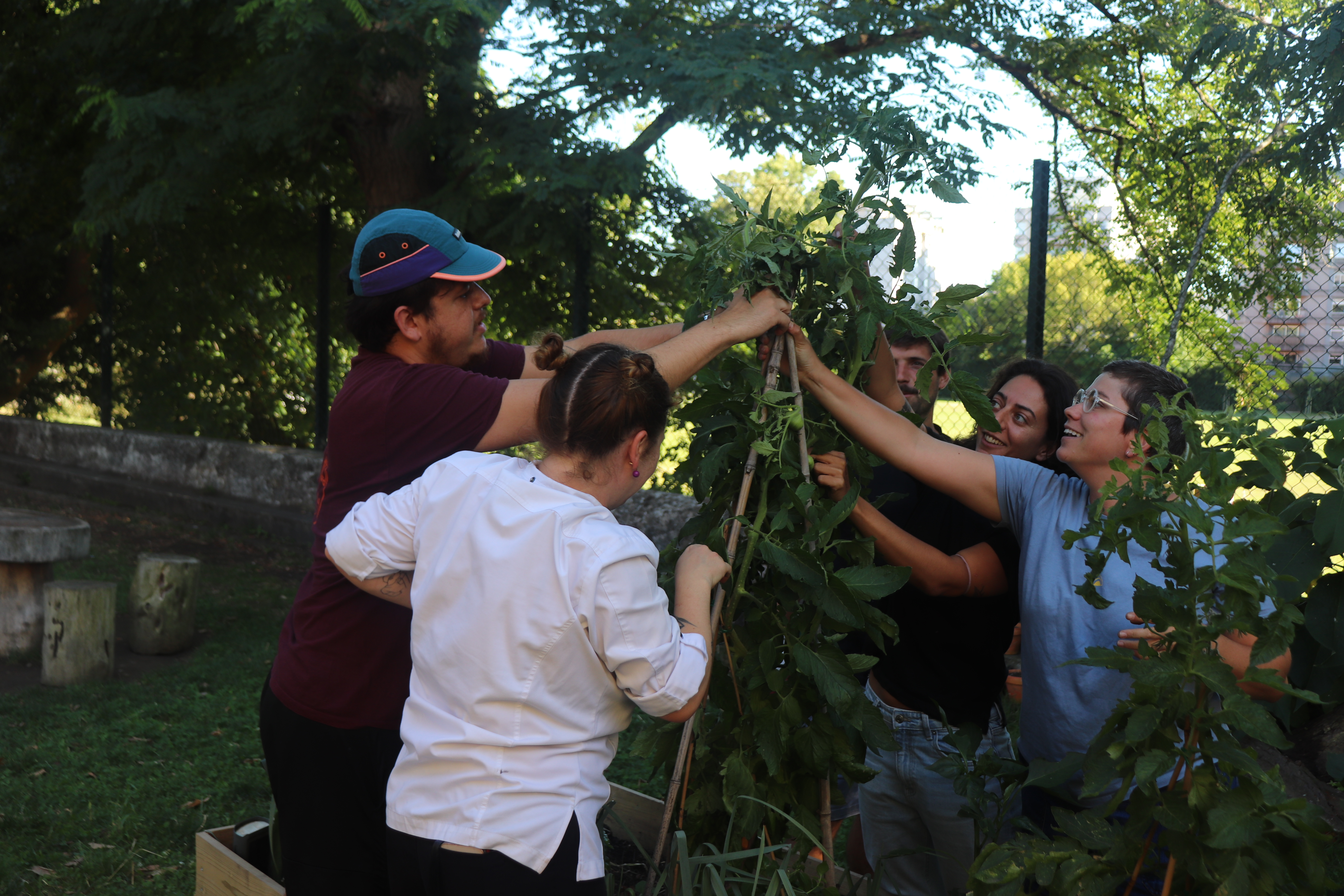Horta do Agra: Herbs