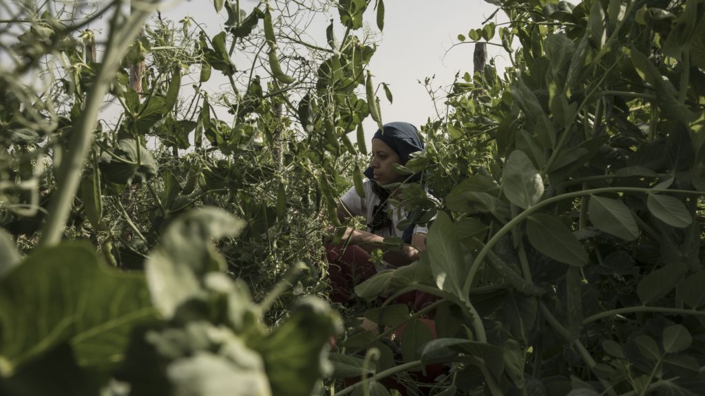 Horta do Agra: Agroecologia em Movimento