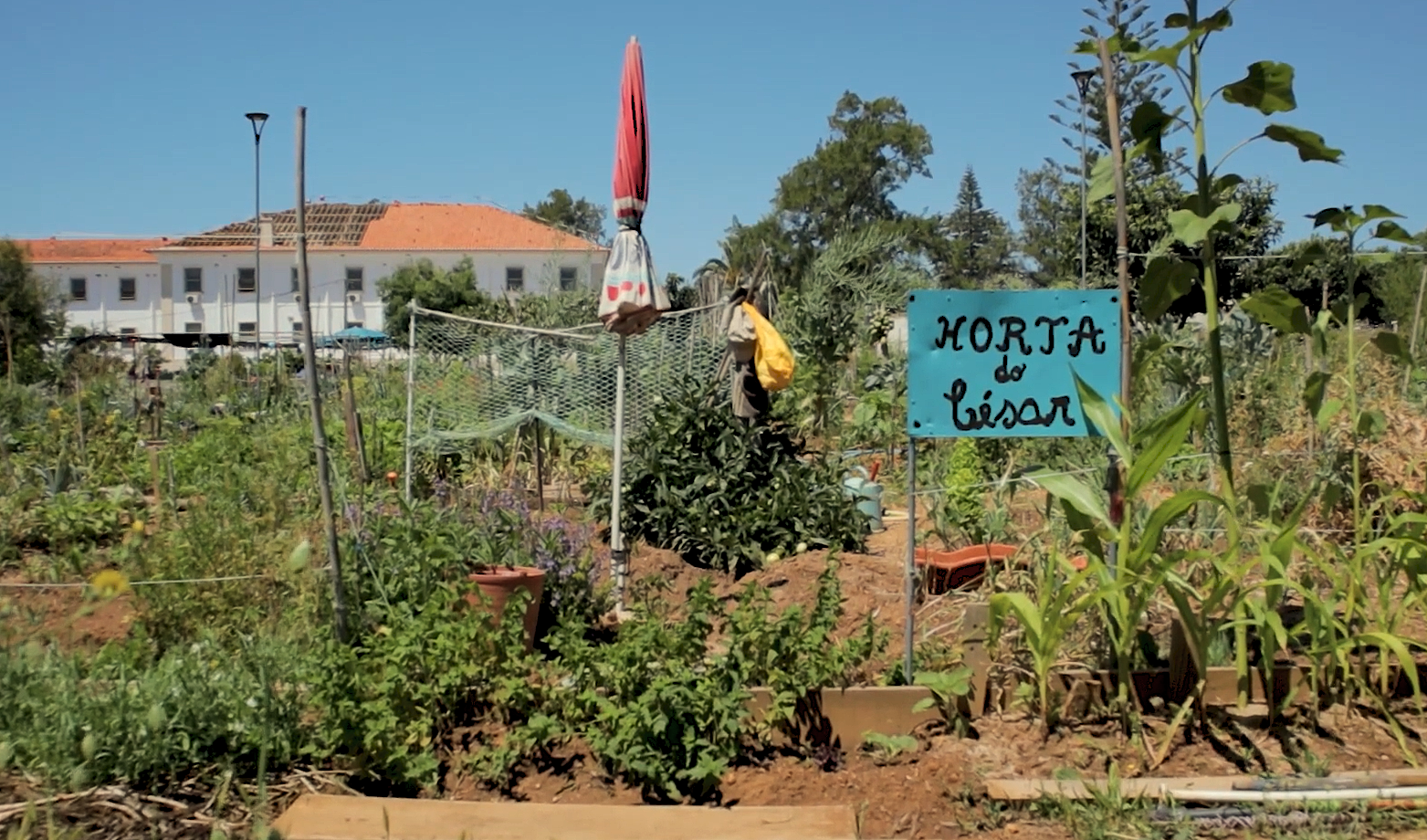 DOCUMENTARY: O PODER DAS HORTAS